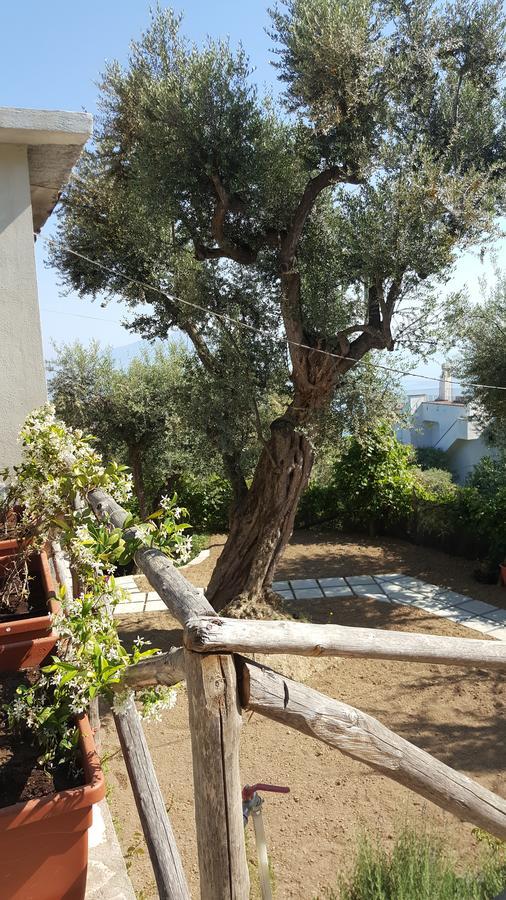 Affittacamere Garden Sorrento